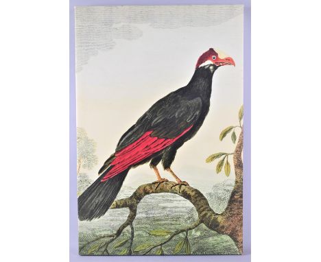 A Mounted but Unframed Print of an Exotic Bird, 40x60cms 