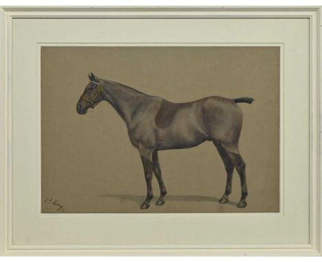 CIRCLE OF MABEL HOLLAMS, PORTRAIT OF A THOROUGHBRED watercolour on buff paper, signed indistinctlymounted, framed and under g