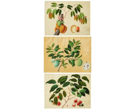 CHINESE SCHOOL (EARLY 19TH CENTURY) 'Buah Namnam', 'Buah Rambottan' and 'Buah Nona', a group of three botanical illustrations