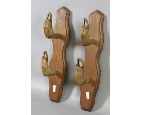 A pair of taxidermy animal hoof coat hooks mounted on oak wall hangers.