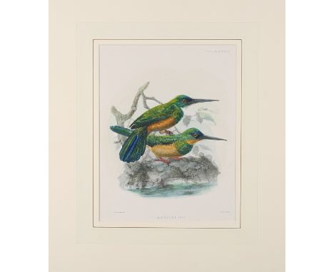 Johannes Gerardus Keulemans - 'Galbula Viridis' (Natural History), lithograph with later hand-colouring, printed by Hanhart c