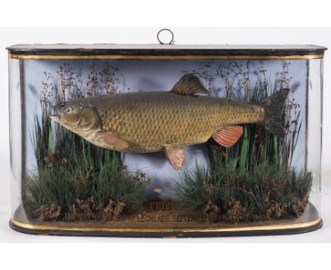 A cased preserved Chub:, unsigned, in a bow glazed case inscribed 'Chub taken by T Jenkins at Lechlade. September 1889. Weigh