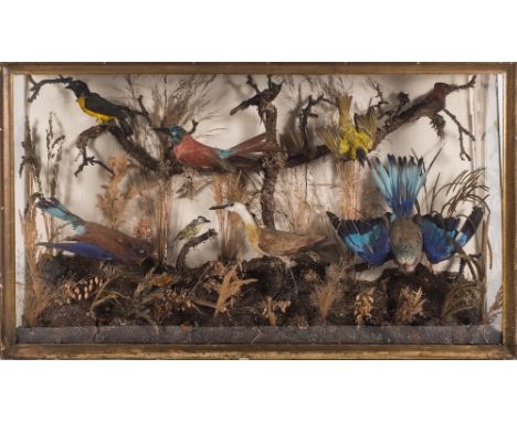 An early 20th century library display case of taxidermy birds:, including Roller and other species, naturally set in a glazed