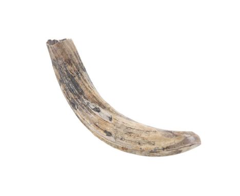 FOSSILISED HIPPOPOTOMUS TUSK, PLEISTOCENE  Shropham, Norfolk, with labelProvenance: The Cabinets of Dr. Todd.  23cm long