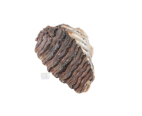 FOSSILISED WOOLLY MAMMOTH MOLAR TOOTH, UPPER PLEISTOCENE, MAMMUTHUS PRIMIGENIUS  dredged from the North Sea, with label, alon