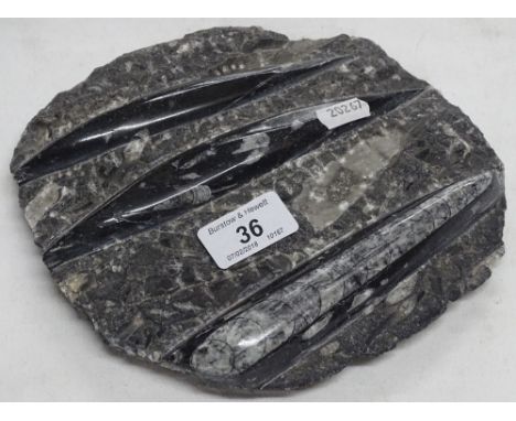 A polished fossil