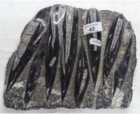 A fossil.