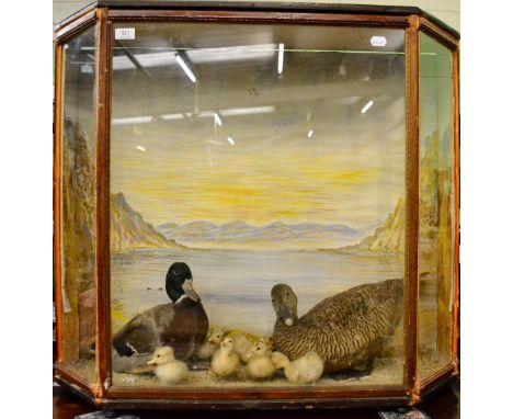 Mallard Drake and female Eider duck with ducklings, enclosed within a three panel Victorian style display case against a pain