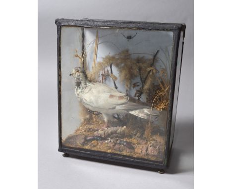 A Victorian glass cased taxidermy model of a pigeon. 38cm x 31cm x 20cm