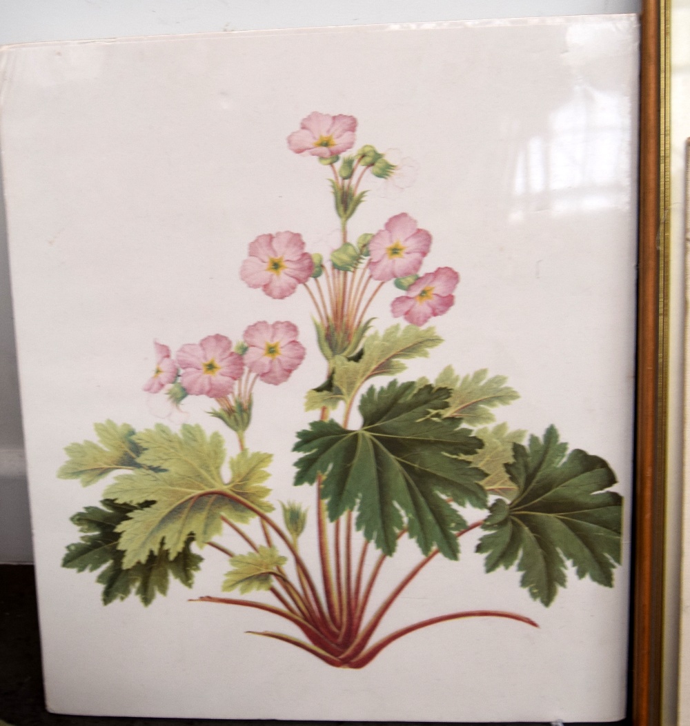 A selection of botanical prints