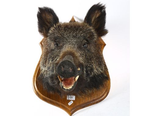 TAXIDERMY - a boar's head, on oak shield plaque, height 55cm 