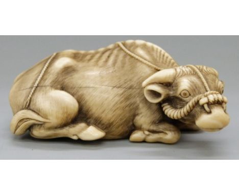 A signed Japanese Meiji period carved ivory netsuke of a recumbent oxen with harness, length 7cm 