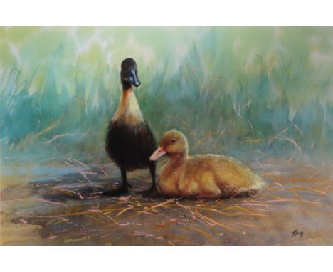 Keith Tovey (20th Century) Two ducklings, signed, with pencil sketch of a duck and a bucket to mount, watercolour, 19cm x 29c