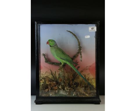 An antique Taxidermy Ring Necked Parrot perched on branch mounted in a glazed case with small feet believed to be Hutchens of