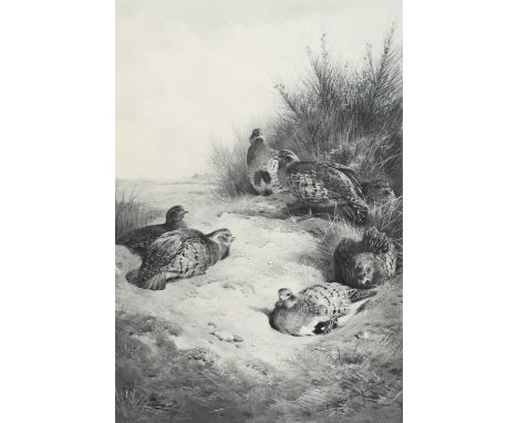 Archibald Thorburn (1860-1935) A Convey of English Partridges, print, signed lower left, published by A Baird 1912, 47.5 x 32
