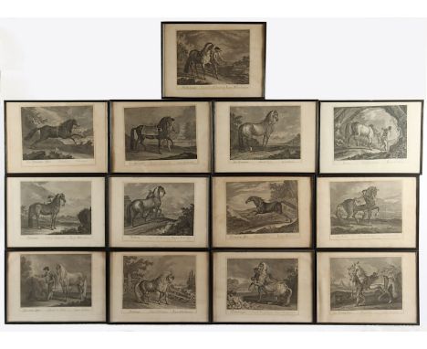 RIDINGER, Johann Elias, nach, kleine Sammlung von 13 Pferdestichen, ca. 25 x 33, 18.Jh., teils fleckig, R.