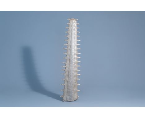 A sawtooth of a sawfish, first half of the 20th C. -- Description: H 72,5 cm