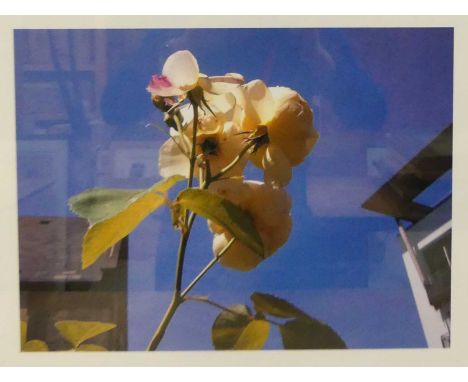 Mary McCartney (b.1969) - Rose I, colour photograph, housed in a plain light oak frame, with certificate of authenticity for 