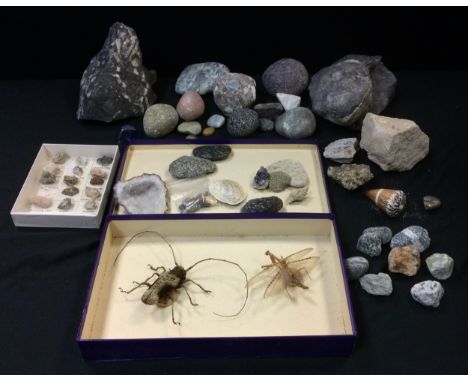 Geology &amp; Natural History - Knulliana Cincta (Longhorn Beetle)  &amp; Mantidae four winged Mantis, boxed as one;  Fossil 