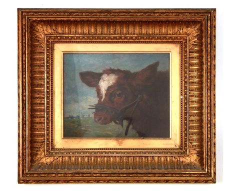 John Emms (British 1844-1912) - A Head &amp; Shoulder Portrait of a Calf Wearing  weaning spikes - indistinctly signed &amp; 