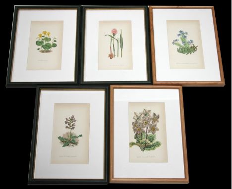 A set of five botanical coloured prints to include Viola and Orchids, all framed (5).