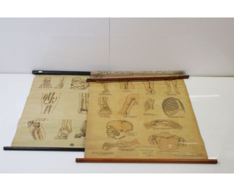 Adam, Rouilly &amp; Company Anatomical Poster of ' First Aid Fracture Chart ' from original drawings by W J Pardoe dated 1942