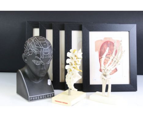 Two Anatomical Models of a Skeletal Hand and Part of a Backbone (the base marked Voltarol Retard) together with a Ceramic Phr