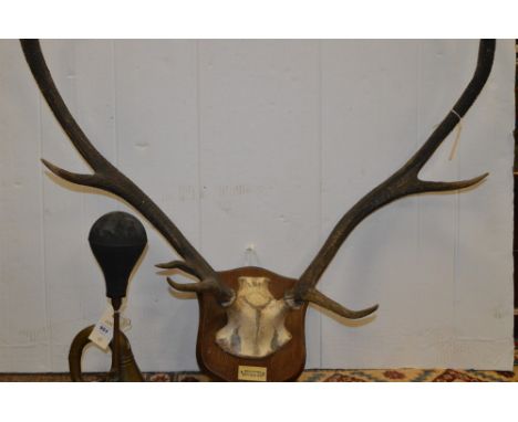 A mounted set of stag antlers bearing plaque 'Benuvhinn, September 1932'; together with a vintage brass horn.