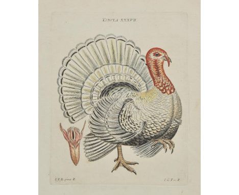 Schaeffer (Jacob Christian). Elementa Ornithologica Iconibus vivis colorbis expressis illustrata. Editio Secunda, 1779,  70 f