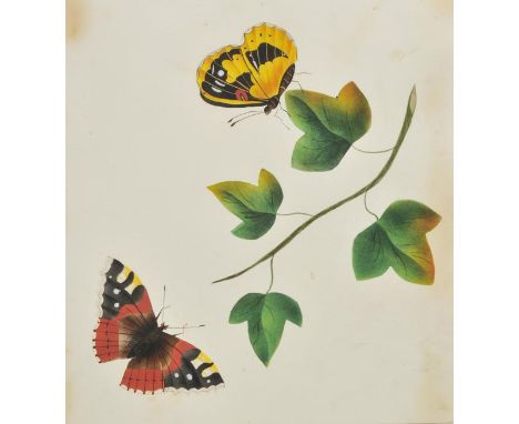 Scrap albums. Three Victorian scrap albums, mid 19th century, containing watercolours (many of natural history subjects), pen