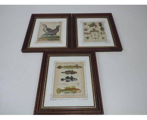 3x Framed Prints - Entomology, Birds and Fish 