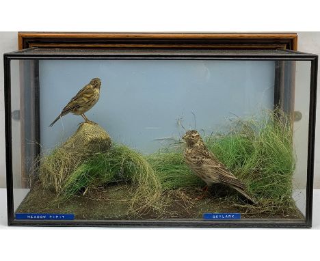 Taxidermy: 20th century cased Meadow pipit (Anthus pratensis) and Skylark (Alauda Arvensis), in naturalistic setting with soi