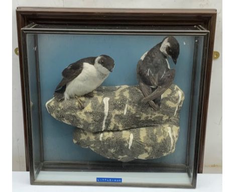 Taxidermy: 20th century cased pair of Little Auks (Alle alle), full mounts standing upon a simulated rocky ledge, set against