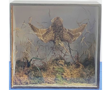 Taxidermy: Victorian cased Common Snipe (Gallinago gallinago), mounted in flight, in naturalistic setting with lichen, moss, 
