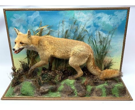 Taxidermy: red fox (Vulpes vulpes), full mount on open display in naturalistic setting upon rocky modelled base detailed with