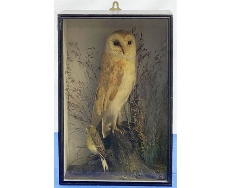 Taxidermy: Early 20th century cased Barn Owl (Tito alba), and finch, in naturalistic setting, perched upon a tree stump, and 