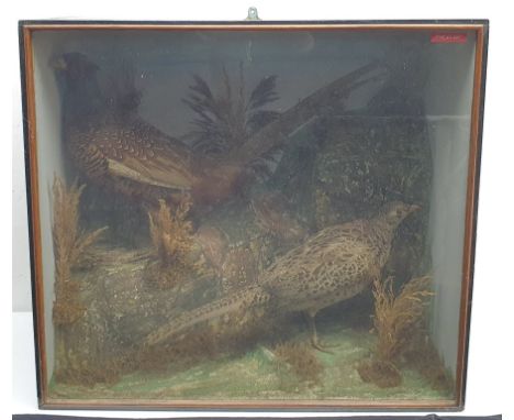 Taxidermy: A Victorian pair of pheasants (Phasianus colchicus), hen and cock, in naturalistic setting, the rocky groundwork d