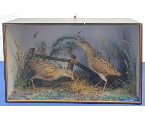 Taxidermy: Victorian cased pair of Corncrakes (Crex crex), in naturalistic setting with moss, and long and short grasses, set