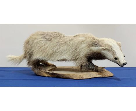 Taxidermy: Erythristic Badger (meles meles), full mount on open display, upon tree trunk section base, approximately L79cm - 