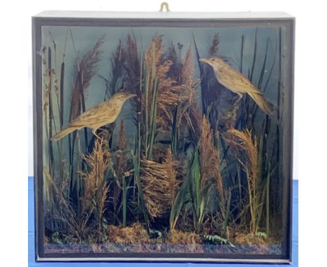 Taxidermy: Victorian cased pair of Warblers, in naturalistic setting with bird�s nest, long and short grasses, reeds, and mos