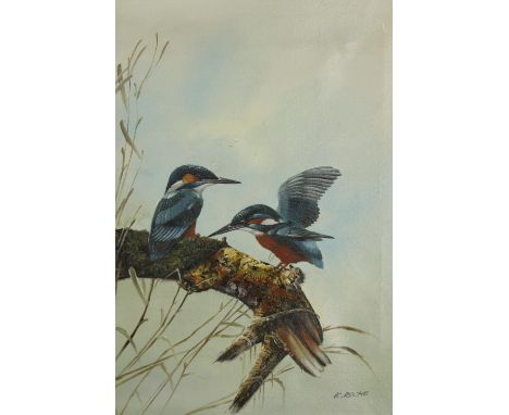 Oil on canvas. Two Kingfishers on a branch. Signed 'K. Roche' bottom right. Framed. H.57 x W.47 cm. 