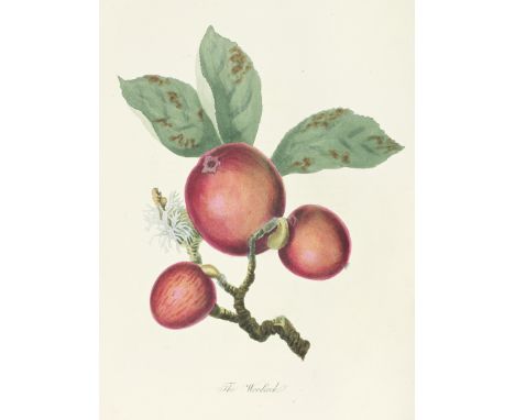 KNIGHT (THOMAS ANDREW)Pomona Herefordiensis: Containing Coloured Engravings of the Old Cider and Perry Fruits, FIRST EDITION,