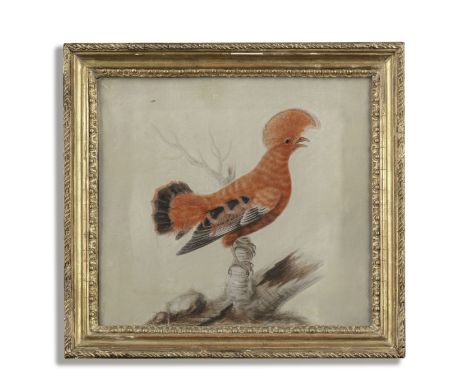 Sarah Stone (British, circa 1760-1844)A Cock of the Rock (Rupicola rupicola) Signed and dated 'Sarah Stone 1781' (centre)Wate