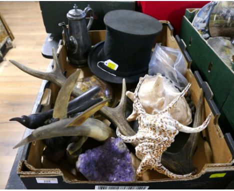 Box of conch shells, spider shell, quartz, antler, top hat, plated ware etc