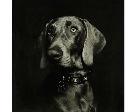 Koos Breukel (1962-)Zwart-wit fotoportet van een (Weimaraner) hond, ongesigneerd, verso sticker PWC photo 2021, in Profilex l