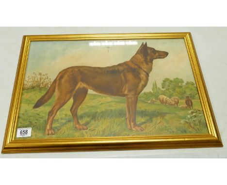 1920's Continental Chromollithograph Original Print of German Shepard &amp; Sheep: in glazed frame 41 x 58cm 