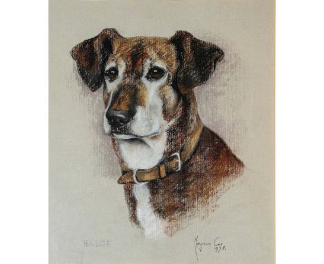 MARJORIE COX (1915-2003) 'Sailor', portrait of a dog, signed, titled and dated 1978, pastels, 41 x 33cm