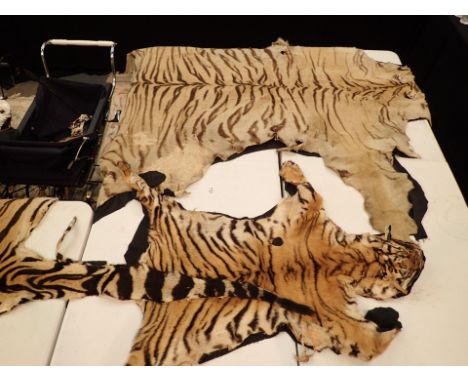 Large antique female Tiger skin L: 250 cm and a Tiger cub skin L: 150 cm including tails ( both on black cloth backing ). Thi