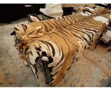 Large antique male Tiger skin L: 300 cm including tail ( on black cloth backing ).  This item comes with a copy email from th
