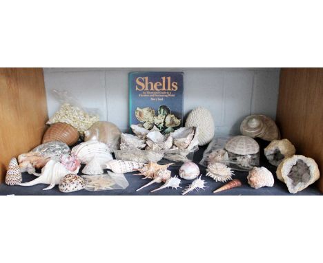 A quantity of shells, geodes. One shelf